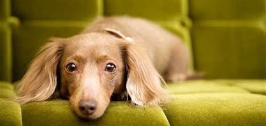 Image result for Low Maintenance Small Dog Breeds