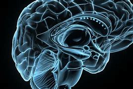 Image result for Human Brain Anatomy Wallpaper