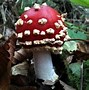 Image result for agaric�cro