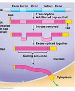 Image result for What Are Introns and Exons