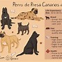 Image result for canario