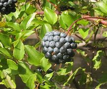 Image result for Clusyter Berry Plant