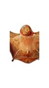 Image result for Cute Bat Plush