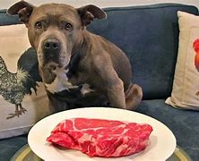 Image result for Strong Pit Bull
