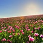 Image result for Flower Field Scenery