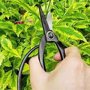 Image result for Big Garden Scissors