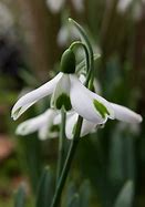 Image result for Galanthus Trumps