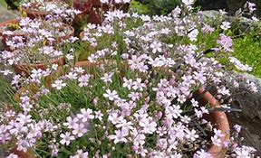Image result for Gypsophila repens
