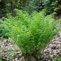 Image result for Dryopteris affinis Cristata the King