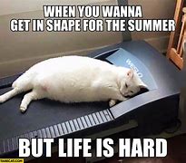 Image result for Summer Fat Meme
