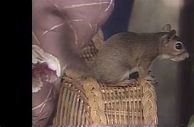 Image result for Bob Ross with Squirrel