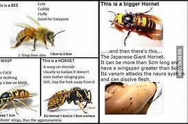 Image result for Hornet vs Wasp