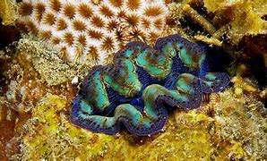 Image result for Freshwater Burrowing Clam