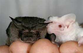Image result for Extremely Rare Albino Bat
