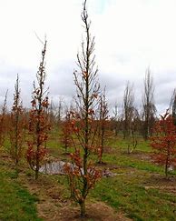 Image result for Quercus robur Fastigiate Koster