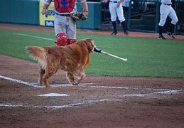 Image result for Dog Toy Bat