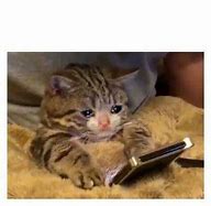 Image result for Cat Cry Meme with Phone