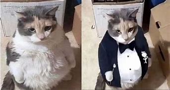 Image result for Fat Cat in Business Suit