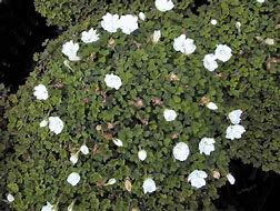 Oxalis magellanica Nelson に対する画像結果