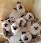 Image result for Newborn Ragdoll Kittens