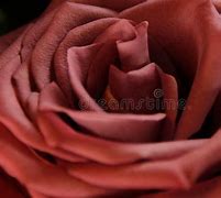 Image result for Rose Pink Color