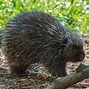 Image result for American Porcupine