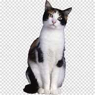 Image result for Cat-Sitting Transparent