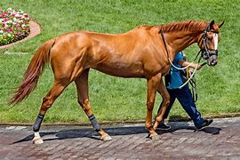 Image result for Scarfo Racehorse