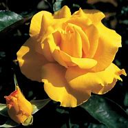 Image result for Hybrid Tea Rose Midas Touch