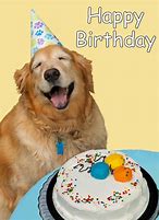 Image result for Funny Animal Birthday Pics