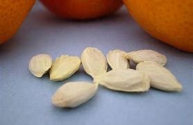 Image result for Apple and Orange Seeds
