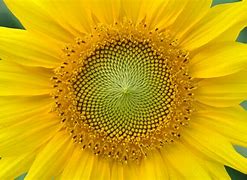 Image result for Joy Yellow Aesthetic