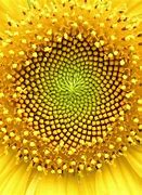 Image result for Symmetry in Real Life