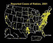 Image result for Rabies in California