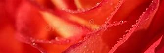 Image result for Red Flower Backdrop