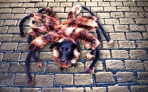 Image result for Dog in the World Biggest Spider