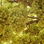 Image result for seedless grape names