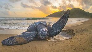 Image result for Caribbean Sea Turtles