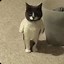 Image result for Cat Meme Standing Paper