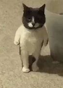 Image result for Cat Stand Meme
