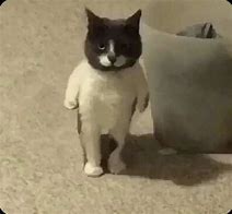 Image result for Cute Cat Standing Meme