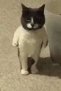 Image result for Cat Même Template