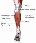 Image result for Right Anterior Lower Leg