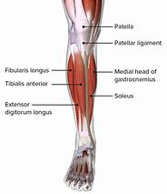 Image result for Human Leg Anatomy