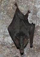 Image result for AZ Bats