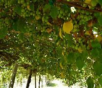 Image result for Kiwi Berries Plant