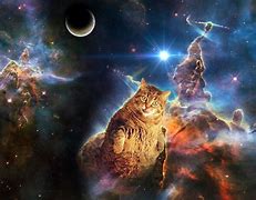 Image result for Awesome Galaxy Cat