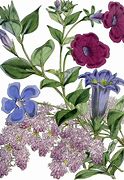 Image result for Beautiful Vintage Flowers