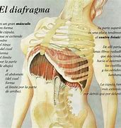 Image result for diafragma