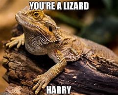 Image result for Lizard Brain Meme